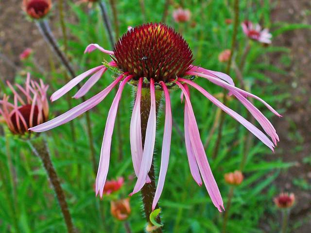  سرخارگل Echinacea pallida 2